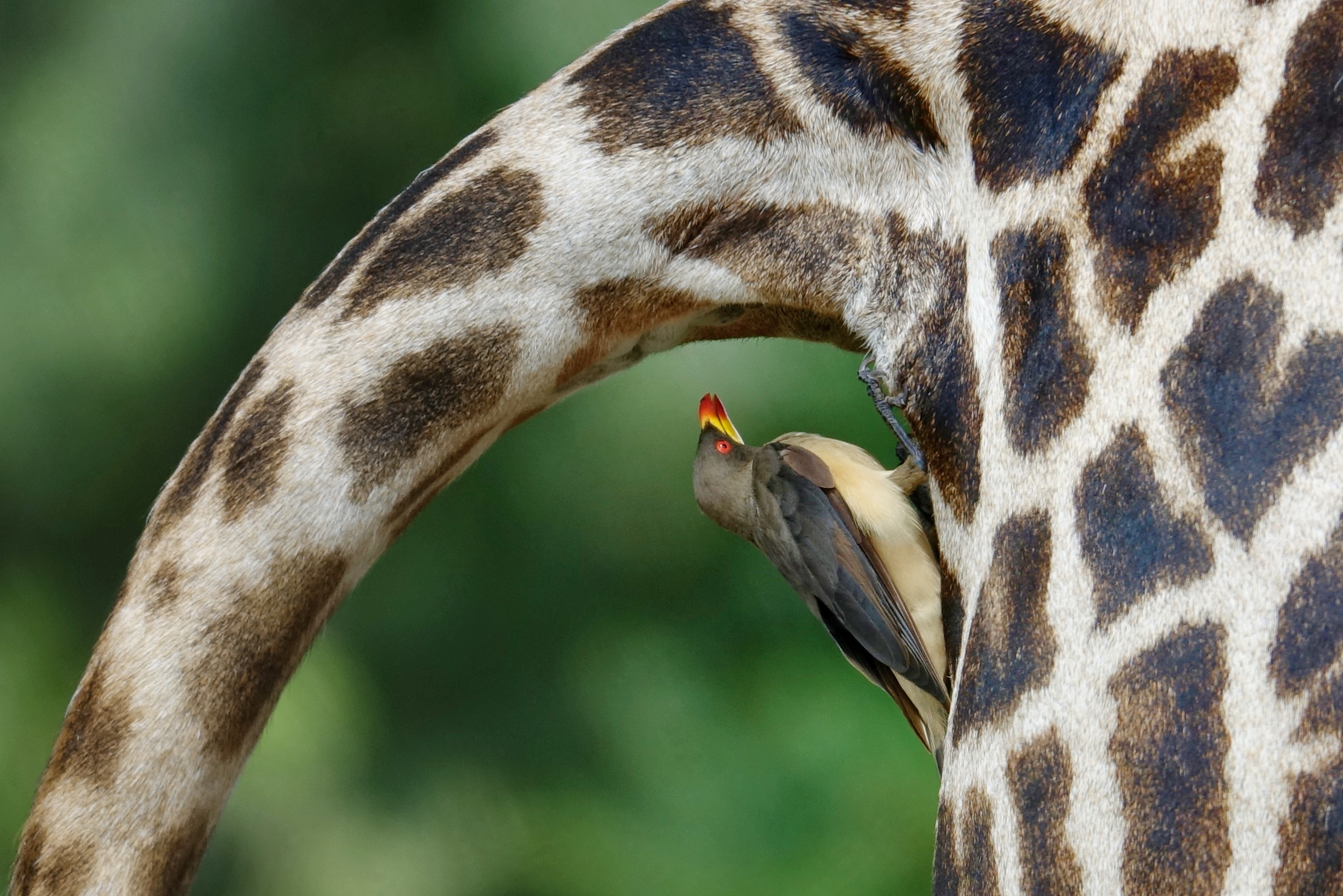 Girafe et oiseau